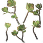 Accents > House Plants - 6-Pack Of Jade Succulent Plant Cuttings - Easy To Root